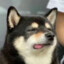 狗哥