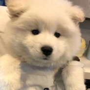 世界无敌天下第一帅哥