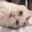 Alimeow