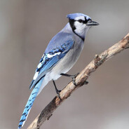 Аватар mordecai