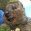 QuokkaChicken