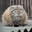 Manul