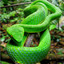 THE GREEN PIT VIPER