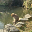 Shrimpdog