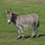 Simple Donkey