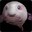 A Blobfish