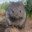 WOMBAT