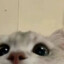 =^._.^=