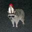 TrashPandaPunk