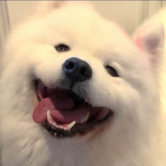 LongAoTian_InTheTree