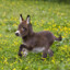 Tiny Donkey ♘