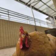 地中海里养鲸鱼