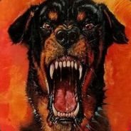 'mҚm| Ro††weiler