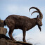 sibirskij ibex