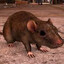 RAT_