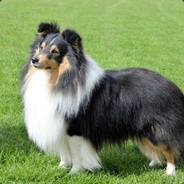 Taf