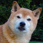 SONIC - steam id 76561199138297005