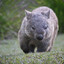 BadFatWombat