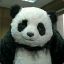 Chinese Panda