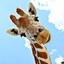 InebriatedGiraffe