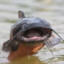 Catfish