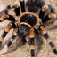 Terror-antula🕷