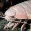 isopod gaming