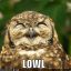 owly(O,o)