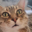 Gamer Cat
