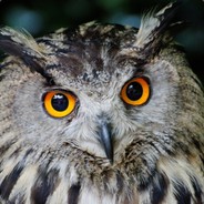 Joelehibou