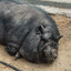 pig physics
