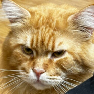 o不会飞的大脸猫o