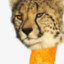 CheetoCheetah