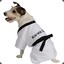 Karate-Dog