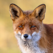 Fox avatar