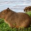 CAPYBARA