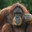 YoyoMonkey3