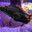 6d989fbb98ea0998fea24ca73e88a3338a9c744f