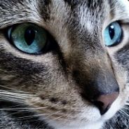 Meowizzy