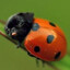 ladypug