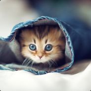 Alphakitten