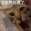 小学生