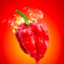 Carolina Reaper