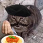 Incello Parmigiana