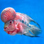 Flowerhorn Cichlid