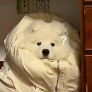 汪汪舰队指挥官