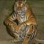 Chill Tiger