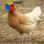 Chicken_Hunt
