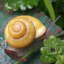 SnailGolden