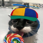 CatInaSillyHat